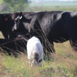 Cattle Grazing SS