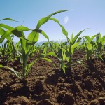 Rows of Corn Plants