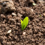 Corn Emerge_shutterstock_142674535