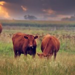 Slidder-cows