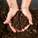 close up hand holding soil peat moss