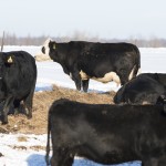 Black Angus Beef Cattle in the winter on a Minnesota Farm