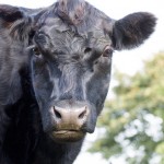 close up profile of an Aberdeen Angus cow