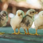 Group of cute chicks