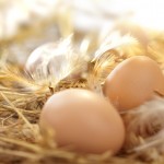 fresh eggs in a nest